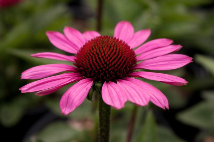 Echinacea purpurea
