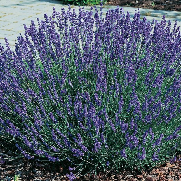 lavender