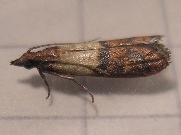 Plodia_interpunctella