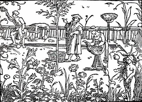 A medieval herb garden.