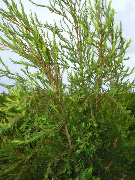 tea tree 2