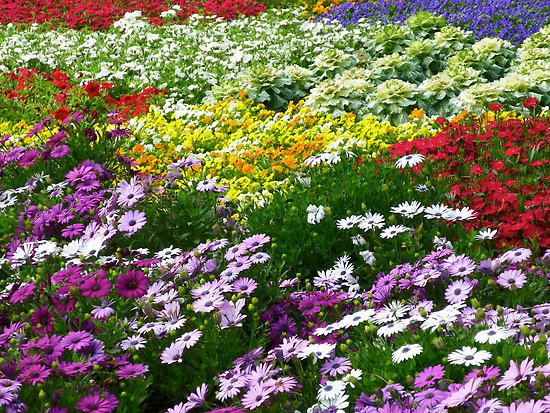 rainbow garden