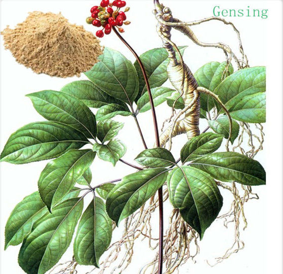 korean ginseng root