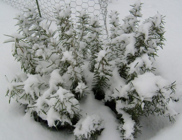 rosemary in snow