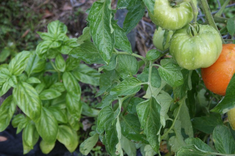 basil-and-tomato