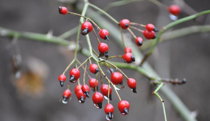 wild rose hips