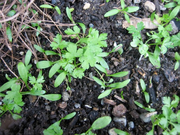 march herb garden