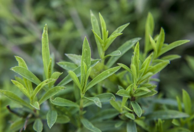 tarragon leaves