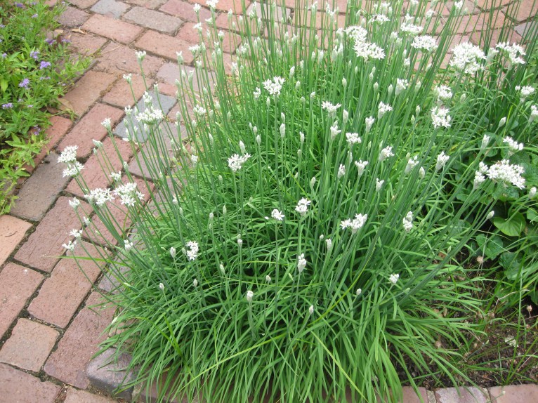 garlic chives