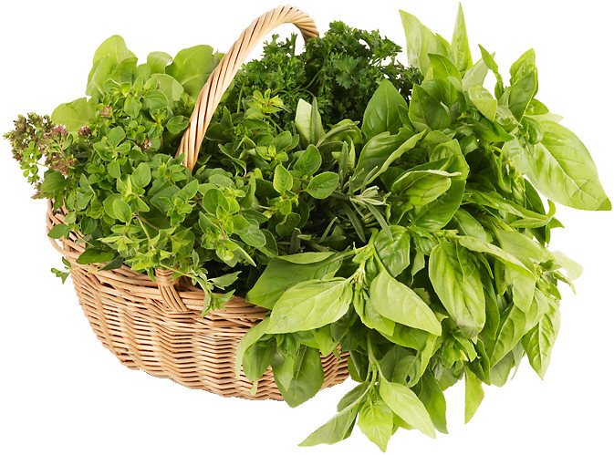 basil basket 2