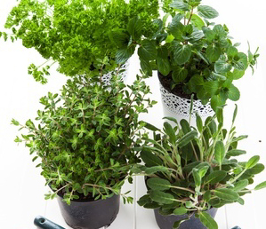 herbs-in-pots2