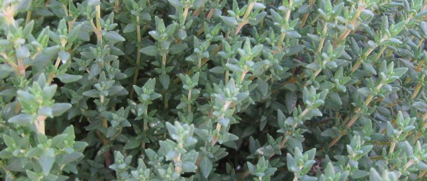 Thyme