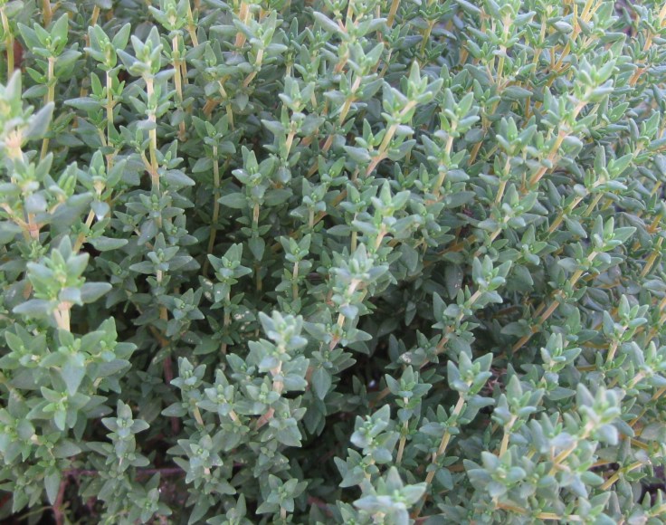 Thyme