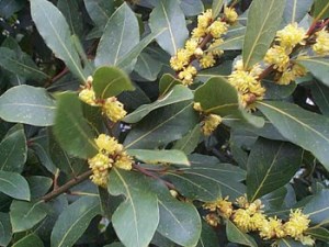 Bay tree with flowers