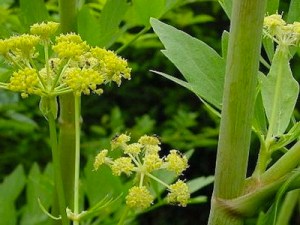 lovage flowers