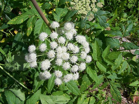 Angelica plant