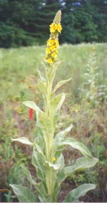 common_mullein