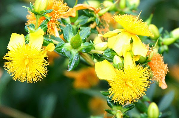 St. John's Wort flowers