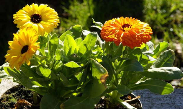 calendula officinalis