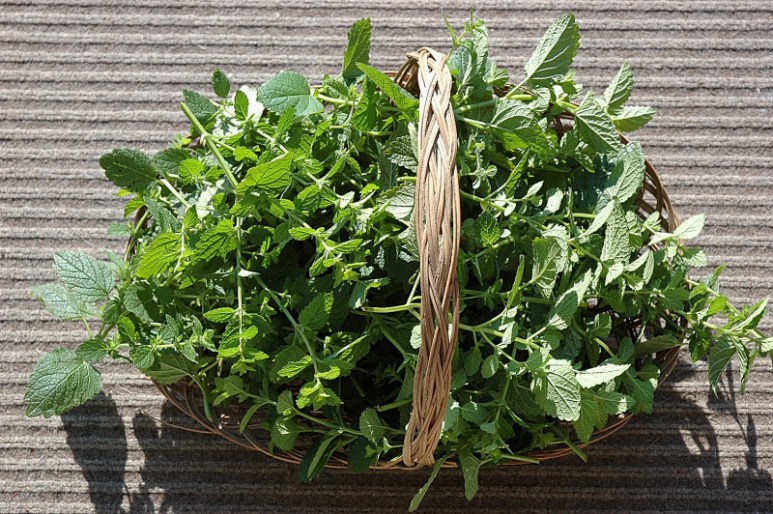 basket of lemon balm