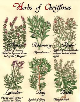 herbs of christmas