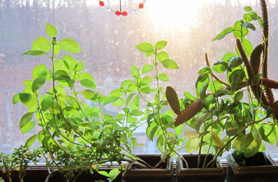 basil kitchen window