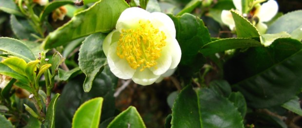 Camellia sinensis
