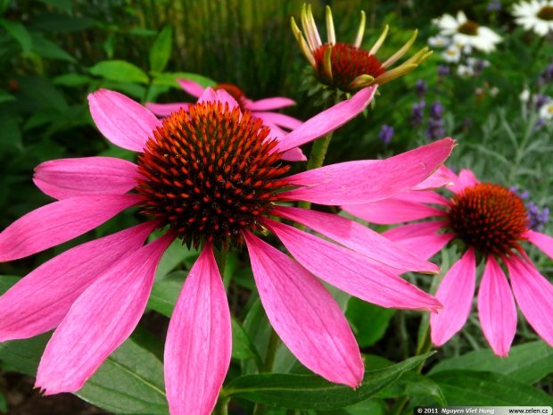 Echinacea purpurea