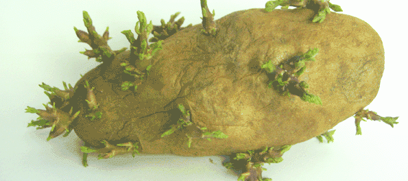 potato sprout