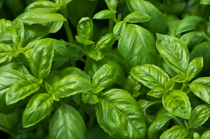 Organic Basil