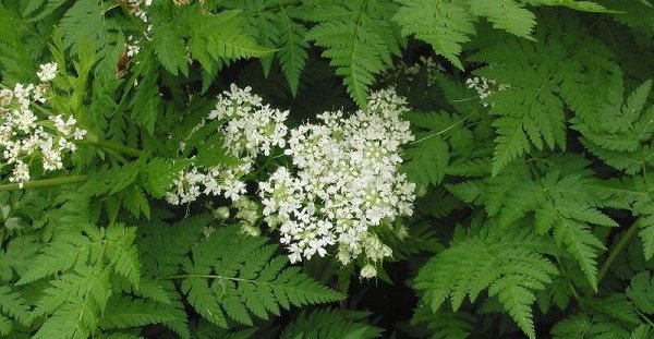 chervil