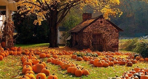 pumpkin-patch