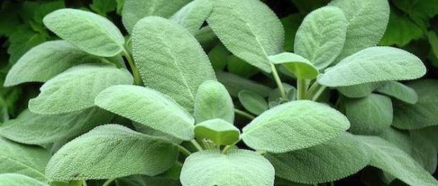 sage-leaves