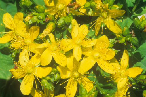st-johns-wort