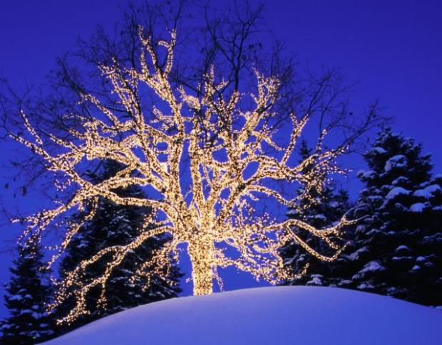 oak-tree-with-lights