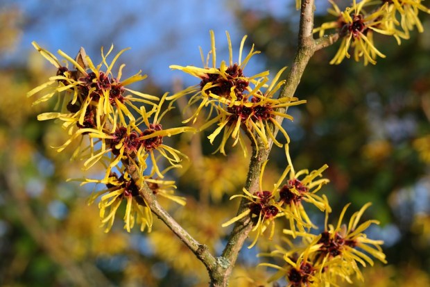 witch-hazel-2