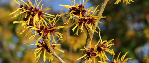 witch-hazel-2