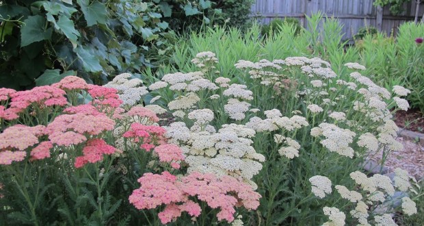 yarrow