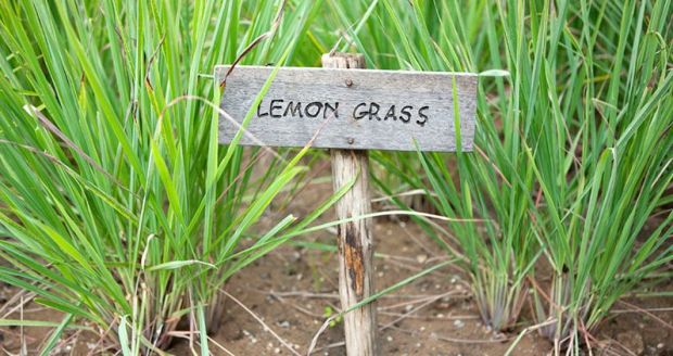 lemongrass1